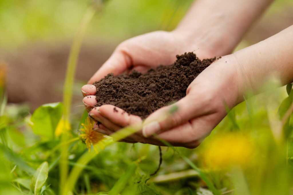 root growth